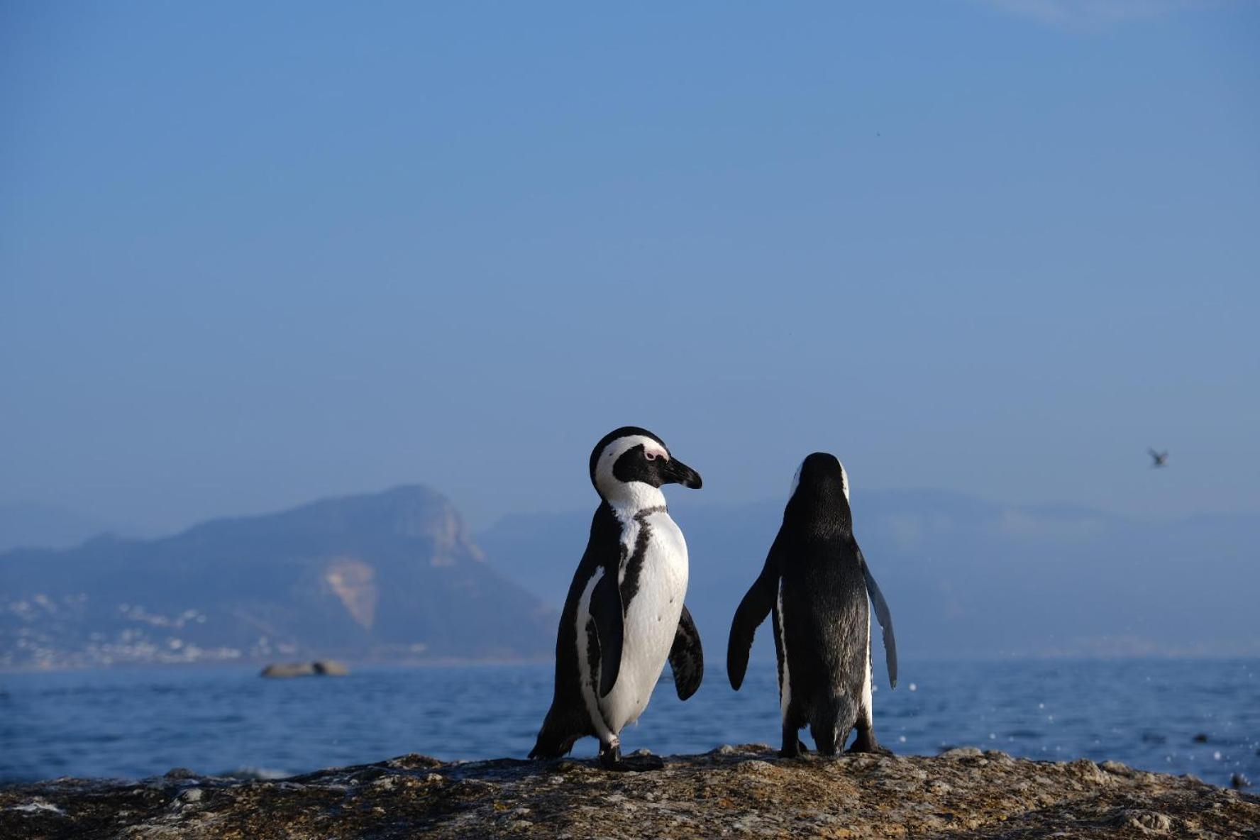 Penguin Haven . Luxury 2 Bedroom, Boulders Beach. Cape Town Exterior photo