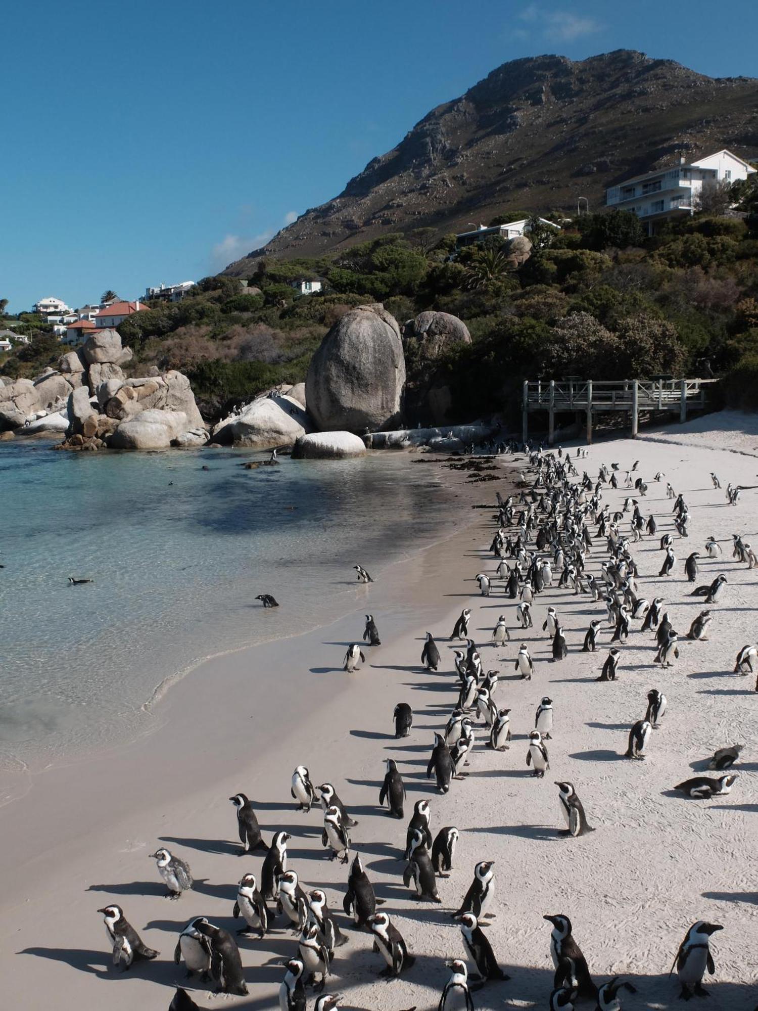 Penguin Haven . Luxury 2 Bedroom, Boulders Beach. Cape Town Exterior photo